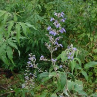 Vitex negundo L.
